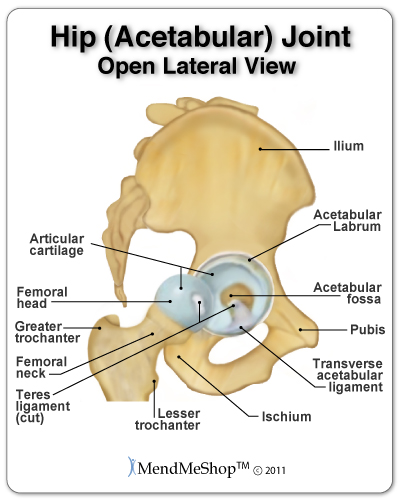 The hip joint, where the femoral head meets the acetabular fossa, is a ball and socket joint that allows for complex movements of the hip, twisting of the torso, and various leg movements.